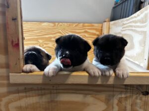 Buy Akita puppies online safely