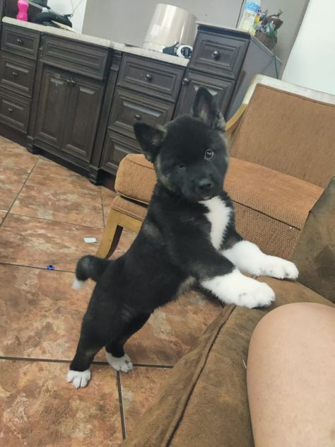 Finding a Reputable Akita Breeder