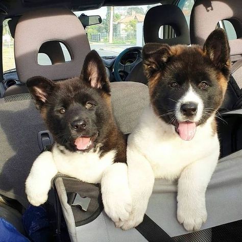 Akita Puppies for Sale