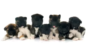 Akita Breeder Testimonials