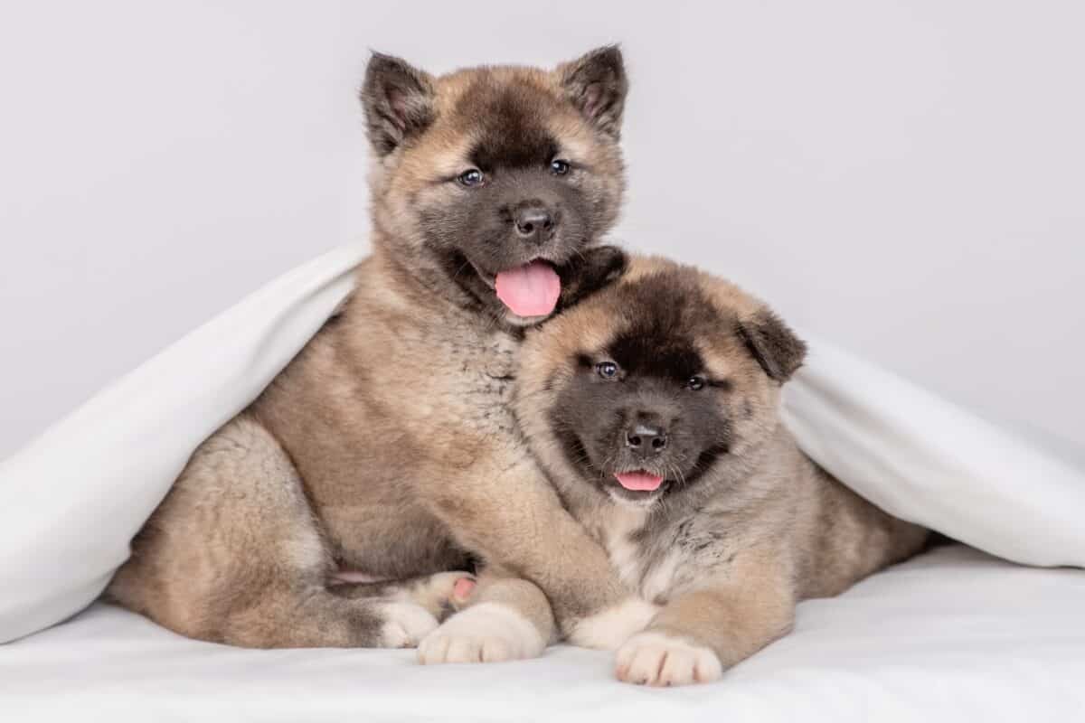 Trusted Akita Breeders USA 