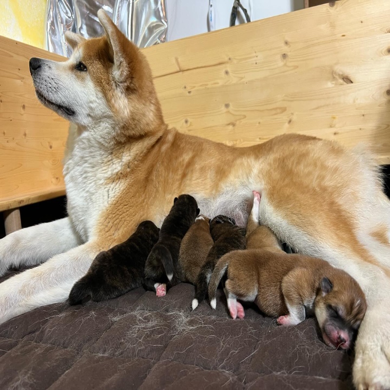 Akita vs. Shiba Inu differences