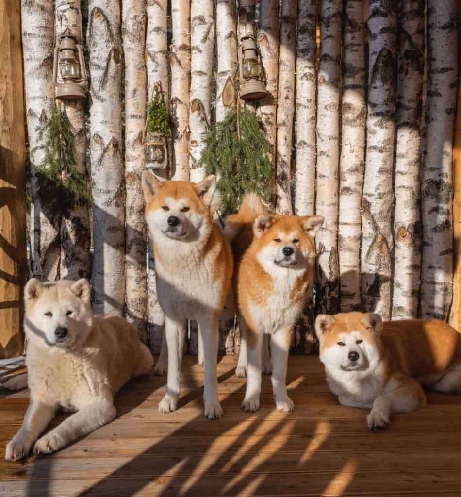 Akita vs. Shiba Inu differences