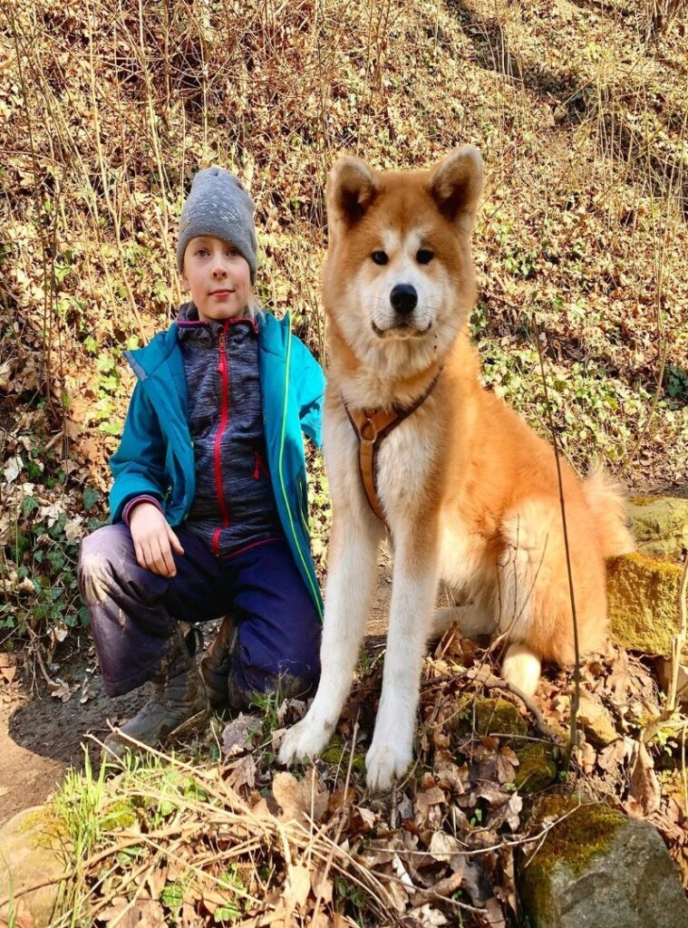 Akita vs. Shiba Inu differences