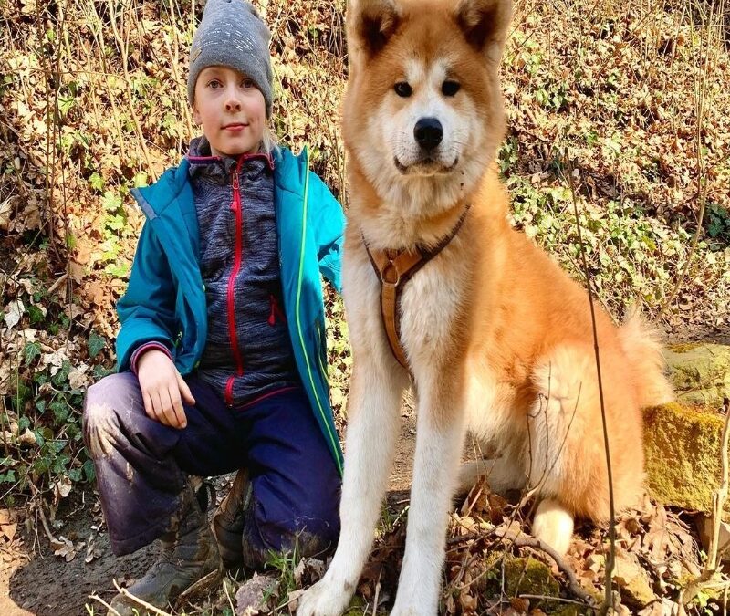 Akita vs. Shiba Inu: Which Breed is Right for You?