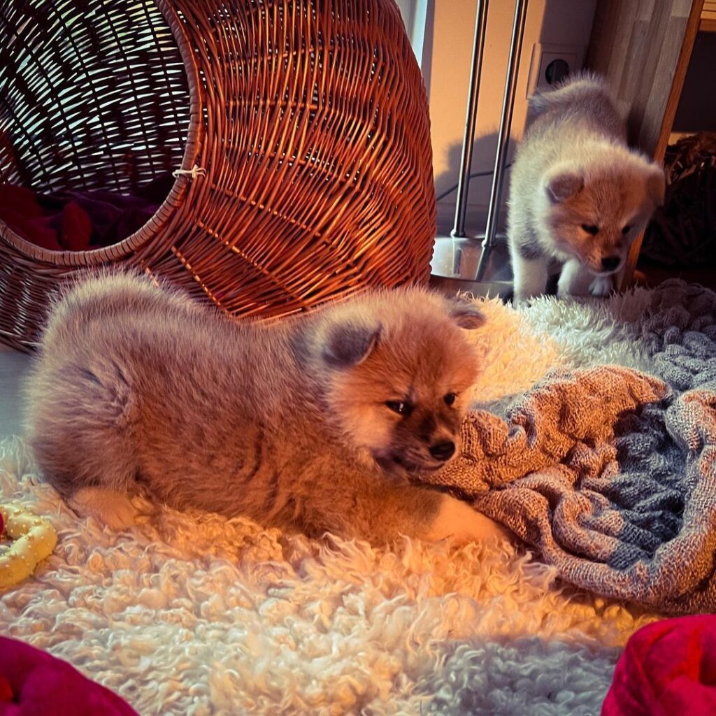 Akita vs. Shiba Inu differences