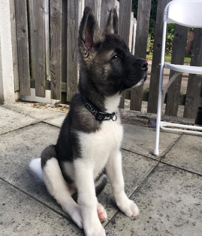 Akita Puppies for sale