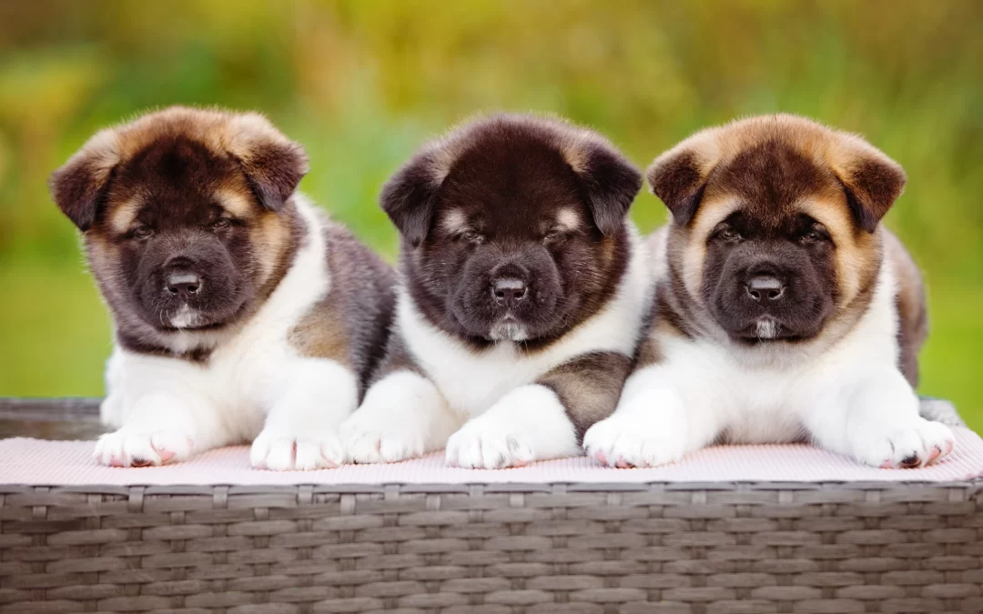 Best Diet for Akita Puppies: Vet-Approved Nutrition Guide for Optimal Growth