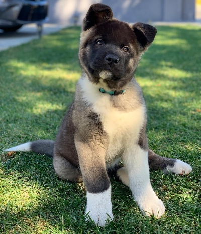 AKC Akita puppies for sale