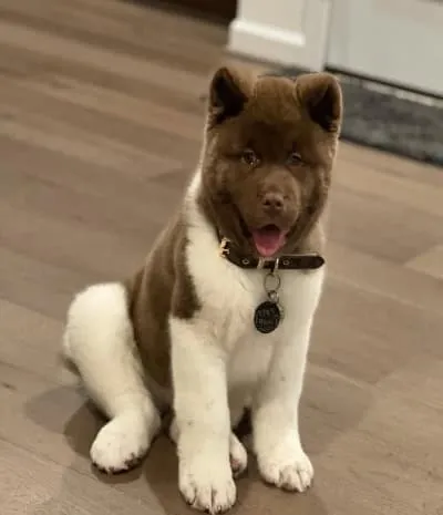 Akita puppies for sale Hanna