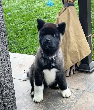 AKC Akita puppies