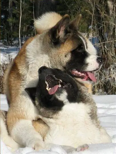 Akita Temperament with Children