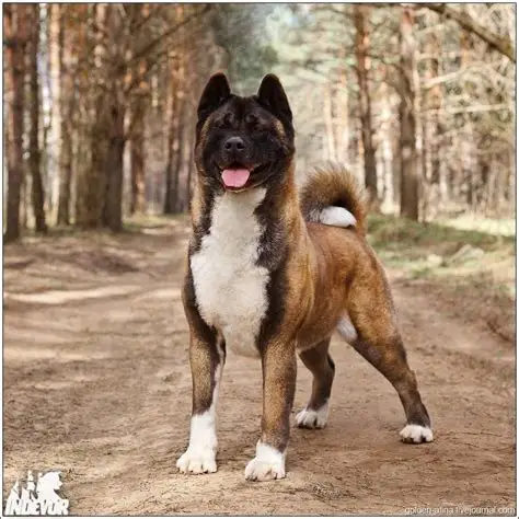 Akita Health and Care Guide