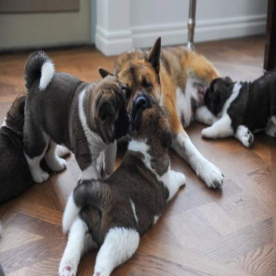 Soon-5-weeks-old American Akita puppy