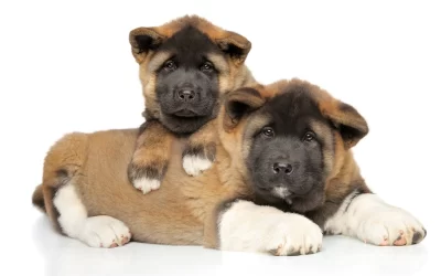Are Akitas Good Family Dogs