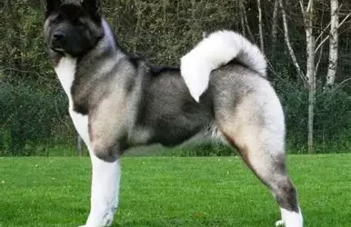 Akita Health Issues and Lifespan