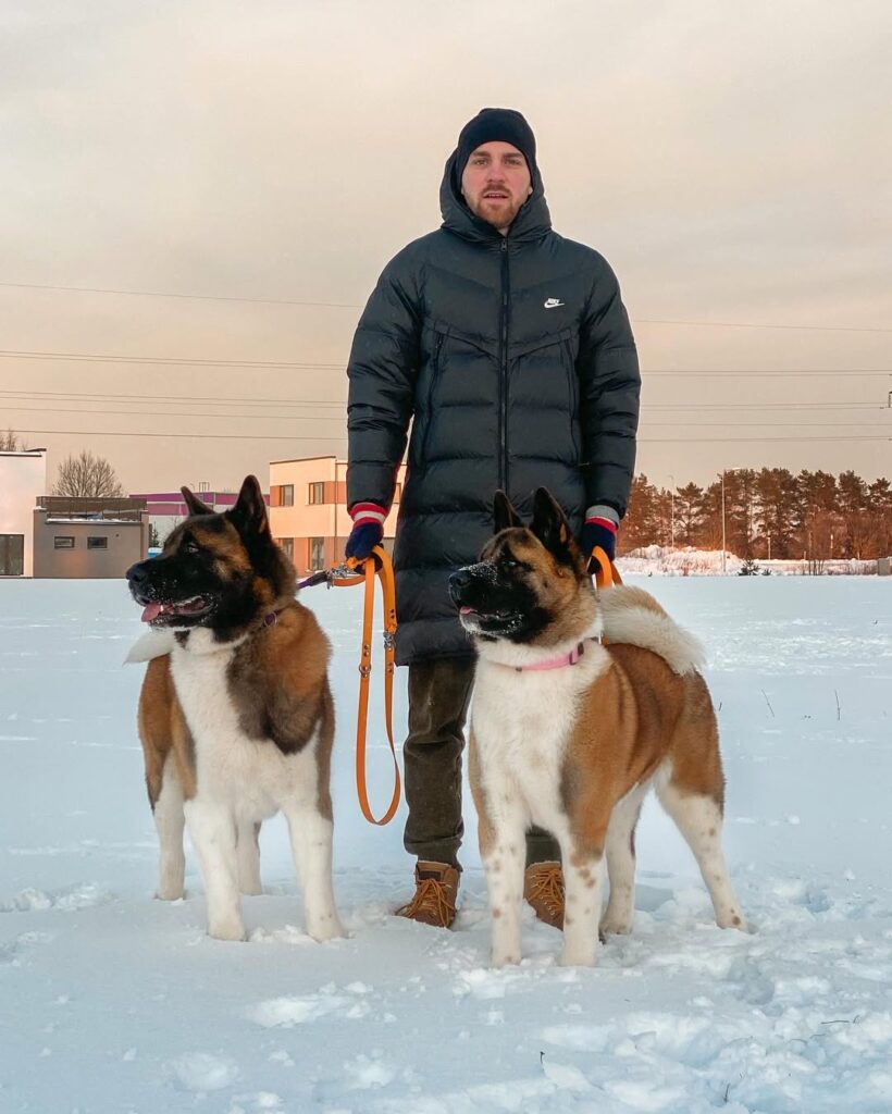 A powerful American Akita puppies. displaying large bone structure and thick coat standing protectively next to their handler.