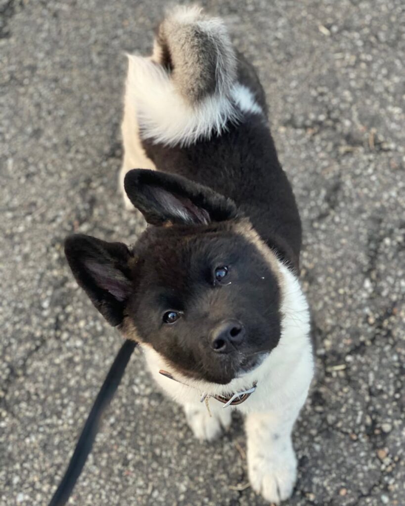 Stable adult American Akita displaying calm temperament in public space.