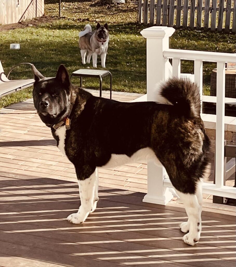 An adult American Akita standing alert near a home doorway, displaying balanced Akita guard behavior explained by expert breeders.