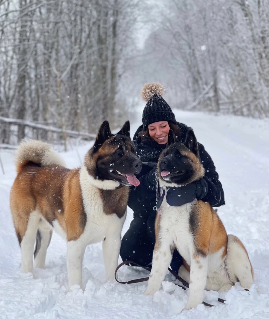 akita shepherd puppies for sale