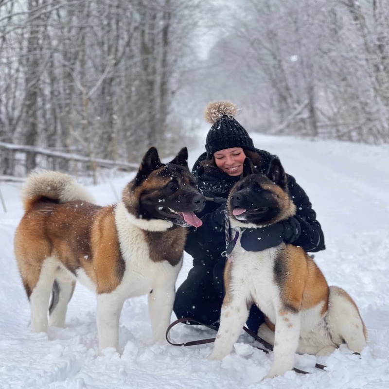 Snow babies Akita Trusted Akita Breeders USA | Meet FurriGuardian Pups