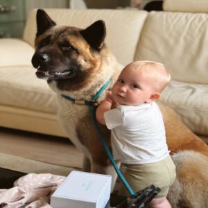 Akita for Sale